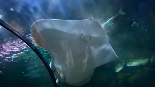 LoroParque_57