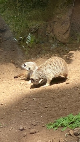 LoroParque_58