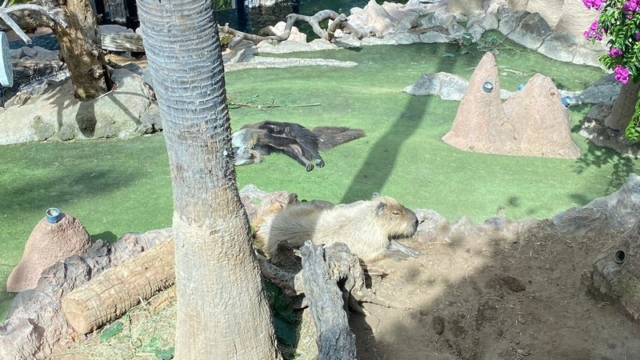 LoroParque_60