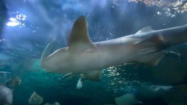 LoroParque_62