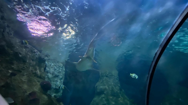 LoroParque_66