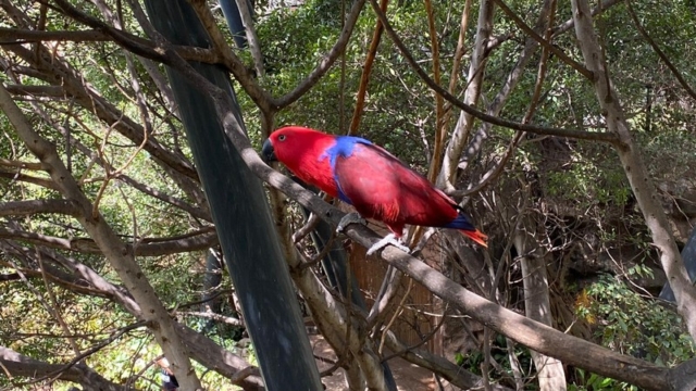 LoroParque_69