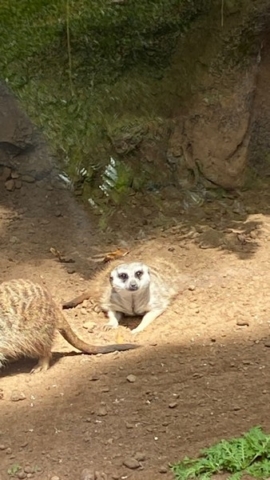 LoroParque_70