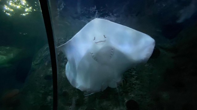 LoroParque_71