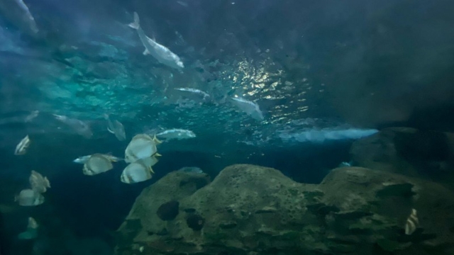 LoroParque_73