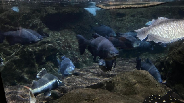 LoroParque_74