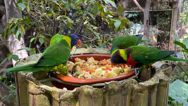 LoroParque_75