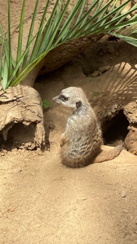 LoroParque_76