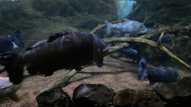LoroParque_77