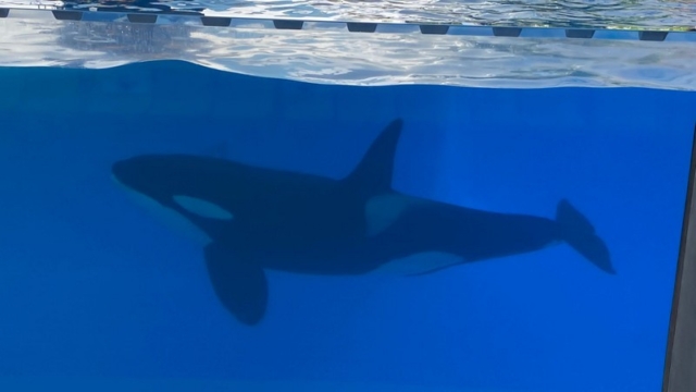LoroParque_78