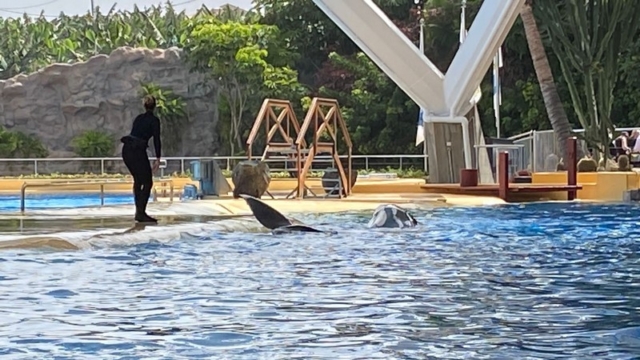 LoroParque_79
