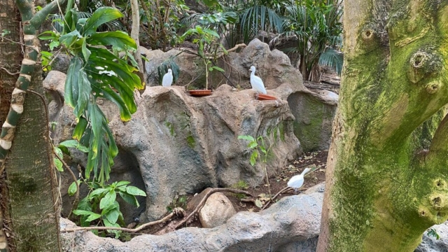 LoroParque_82