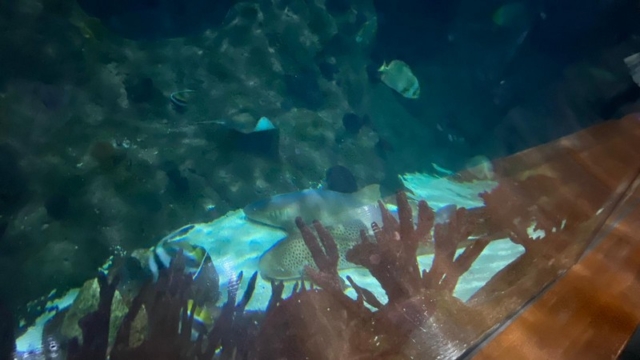 LoroParque_83