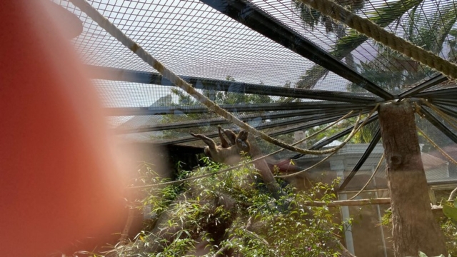LoroParque_86