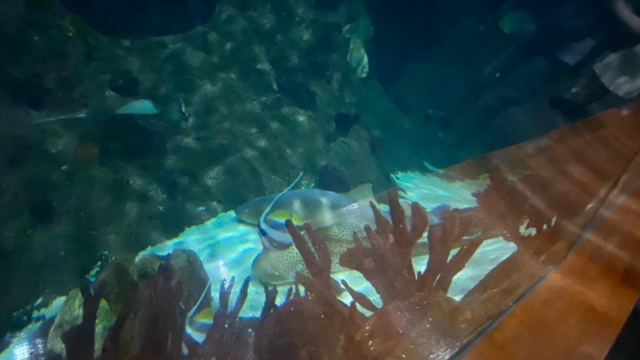 LoroParque_89