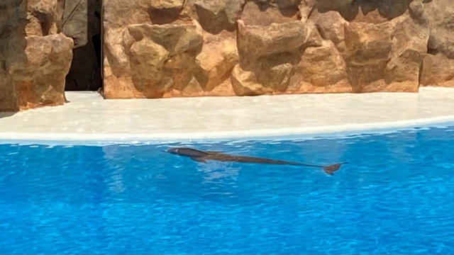 LoroParque_93