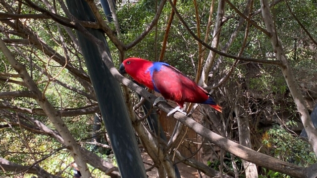 LoroParque_94
