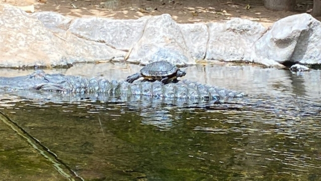 LoroParque_97
